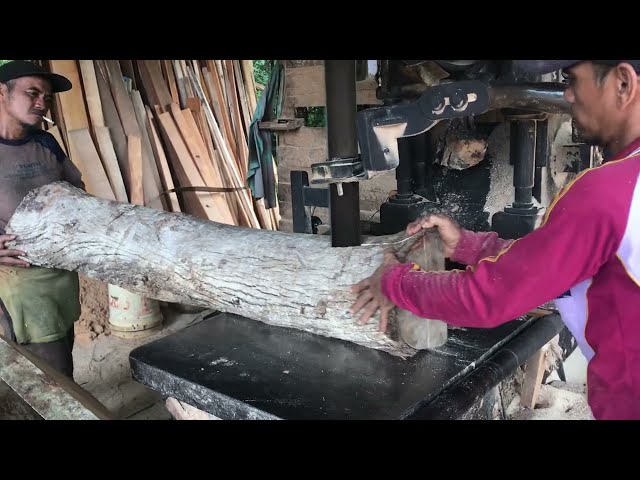 Kayu waru on the sawmill