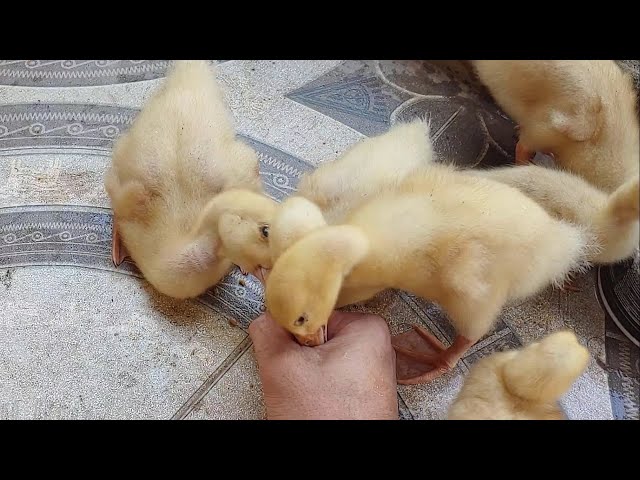 Relaxing entertainment video - Close up of gluttonous ducklings