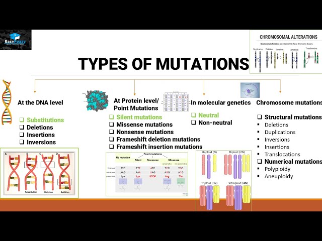 Mutations And Types Of Mutations