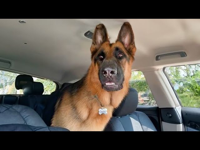 When brave dogs know they are going to the vet   Funniest Dog Reaction