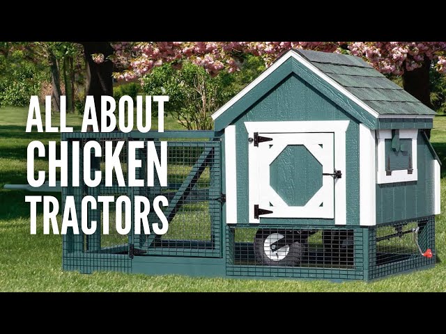 Chicken Tractors: 15 Tips on How You Can Build One Easily