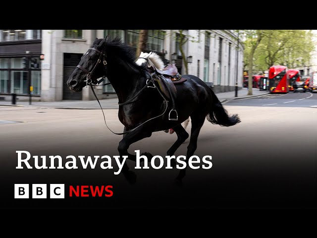 Runaway horses race through central London | BBC News