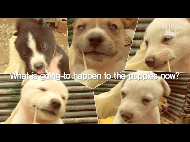 These Cute Puppies Have Two Different Fathers | Kritter Klub