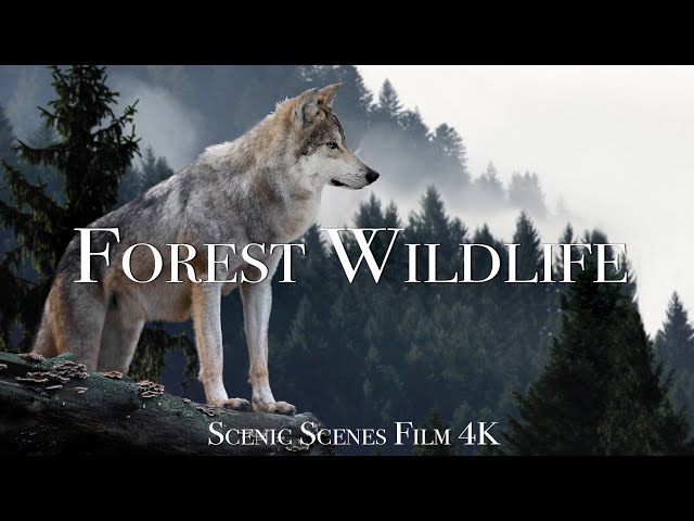 Forest Wildlife In 4K - Animals That Call The Forest Home | Scenic Relaxation Film