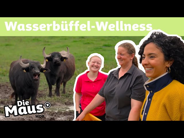 Wie leben Wasserbüffel? | DieMaus | WDR