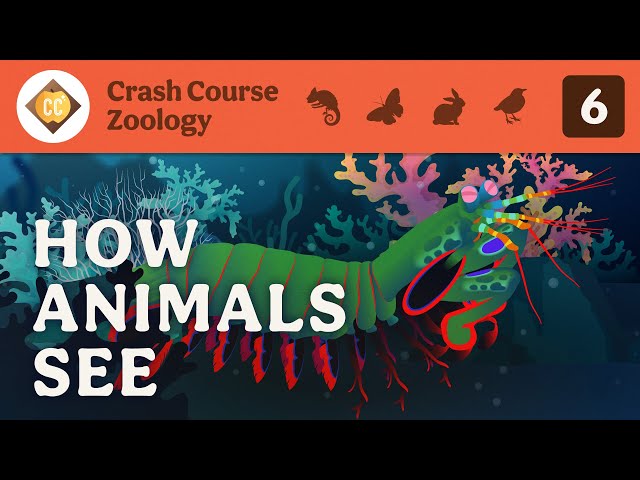 How Animals See: Crash Course Zoology #6