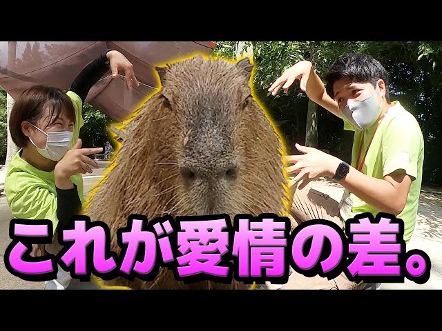 Scratching capybara competition