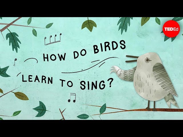 The surprising reason birds sing - Partha P. Mitra