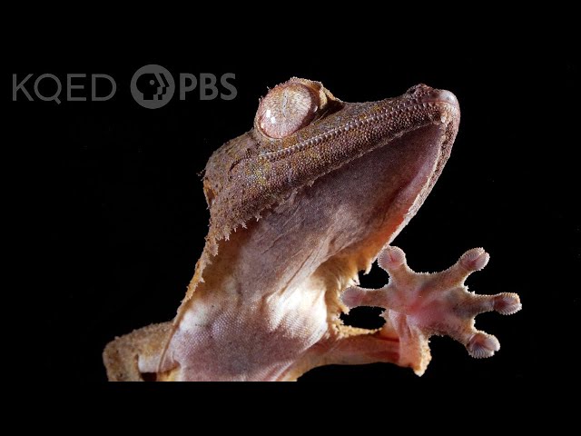 Gecko Grip: It’s Atomic (Really) | Deep Look