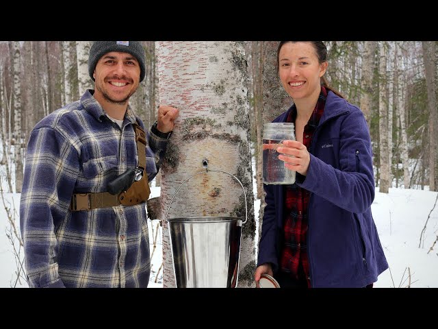Tapping Birch Trees | Spring In Alaska