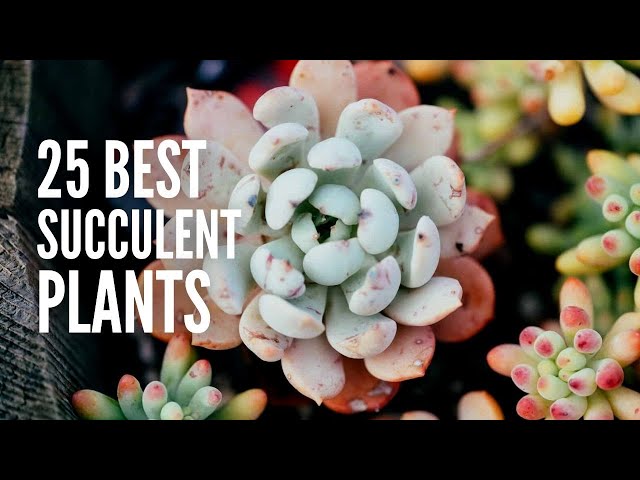 These are The 25 Best Succulent Plants