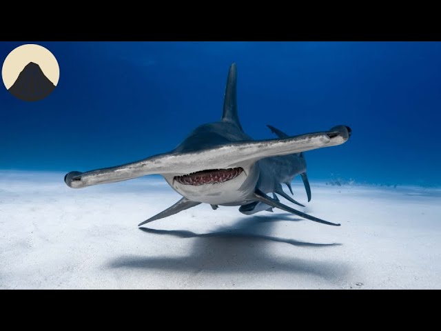 The Evolution of Hammerhead Sharks