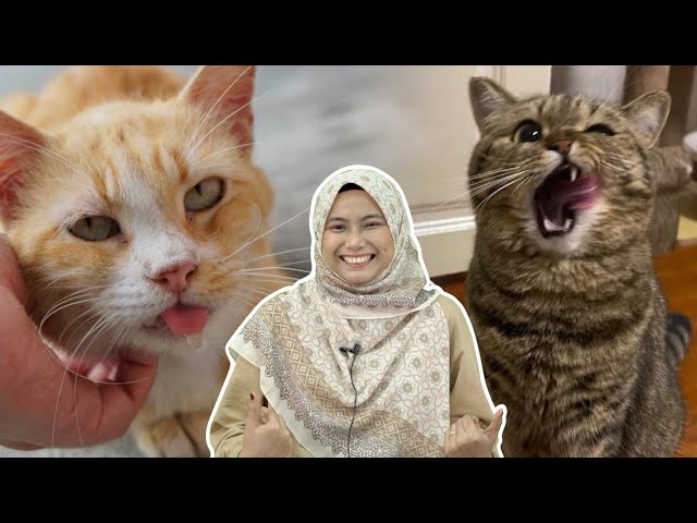 Kenapa Kucing Jelir Lidah? Mengejek Ke?