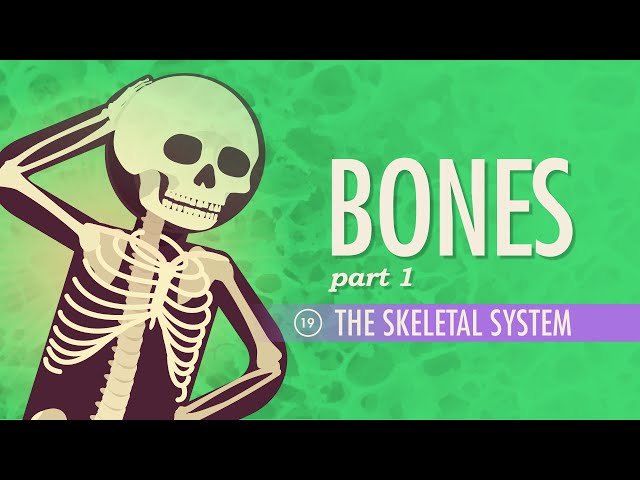 The Skeletal System: Crash Course Anatomy & Physiology #19