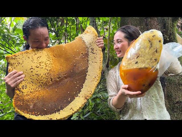 Harvesting Giant Forest Honey Goes to the market sell- Vàng Hoa