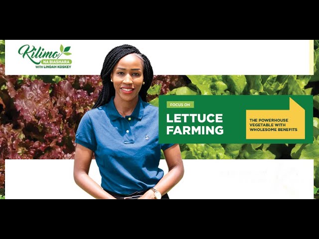 Focus on Lettuce Farming | Kilimo na Biashara