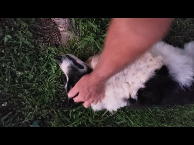 Cindy the border collie likes to be petted ❤