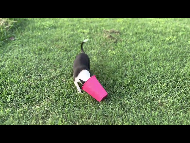 Pupp and a Cup