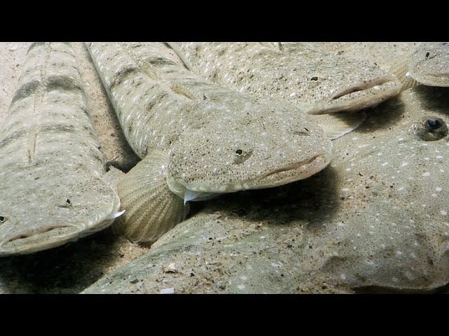 Noosa River underwater footage—Noosa Underwater Biodiversity Assessment (NUBA)