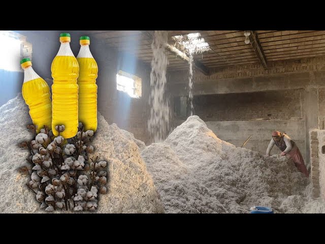 How Cottonseed oil (Banola oil) Extracted  |  Full Detailed Process | Using of Raw material
