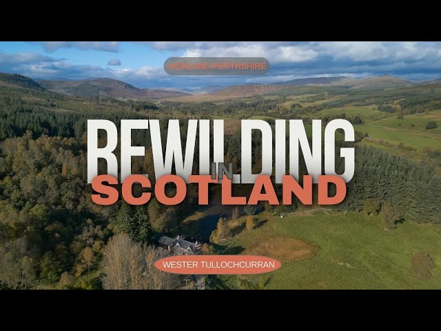 Rewilding in Scotland - Wester Tullochcurran in Perthshire - a Rewilding Project with a Difference