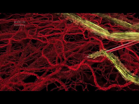Biomedical Animation by wehi.tv