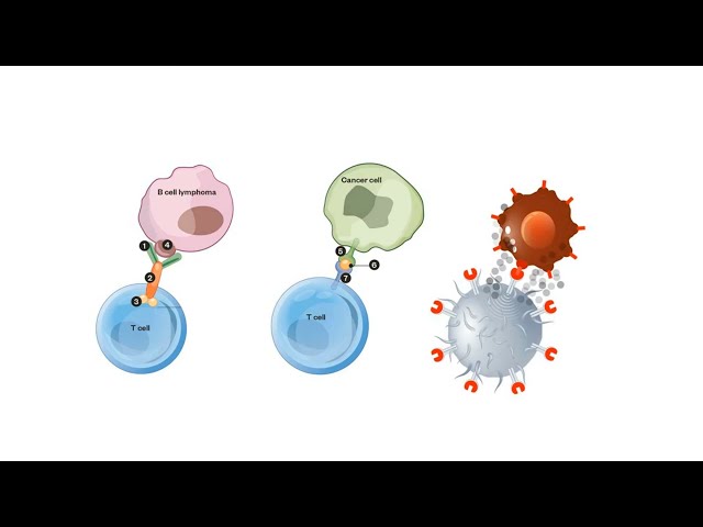 B CELLS and T CELLS EXPLAINED!