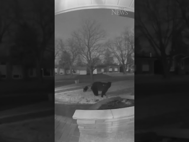 WATCH: Dog scares off bear family in front of Ontario home #shorts