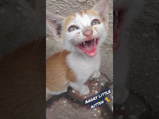 Angry little kitten 🐈 #cat #shorts