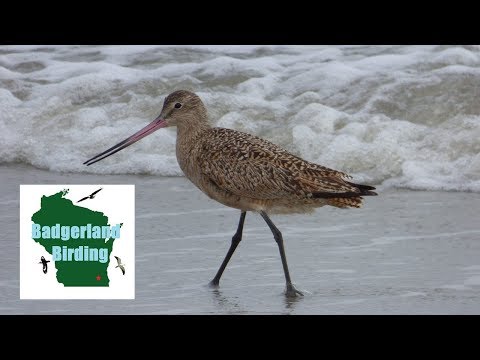 South Carolina Birding