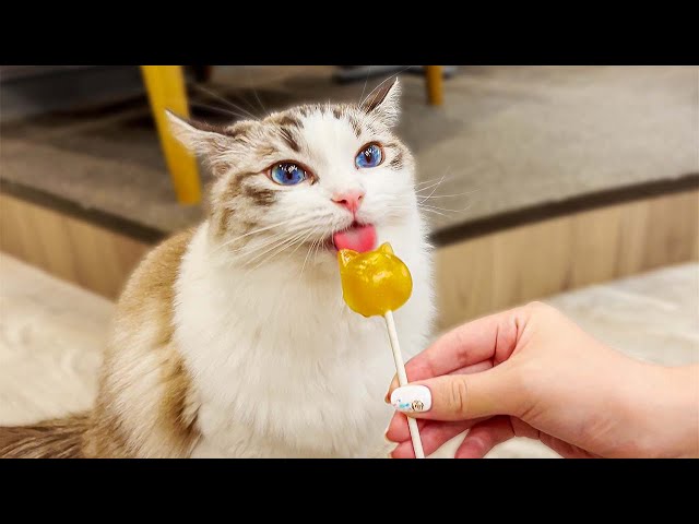 Visiting Japan's Lovely Cat Cafe🐈❤️ | Cat cafe MOCHA Lounge Shibuya Koen-dori Store