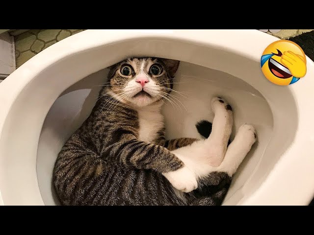 1 Hour Of Funniest Cats Videos That Will Make You Laugh - Best Funny Animal Videos | Life Funny Pets