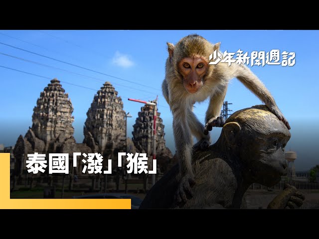 泰國兩大搖錢樹「潑水節」和「猴子節」，一個為何潑水？一個猴群為何被抓去關？#少年新聞週記｜少年新聞週記 #鏡新聞