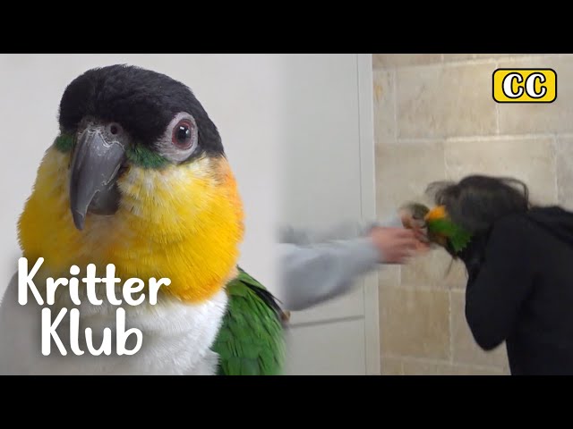 This Parrot Attacks Only The Females... Why? I Kritter Klub