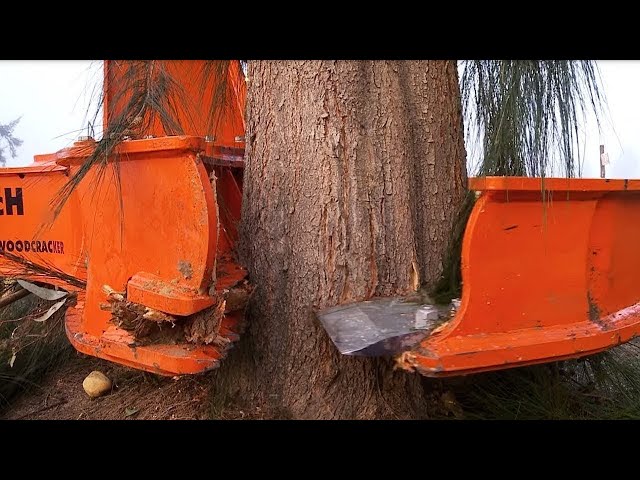 Dangerous Monster Stump Removal Excavator Operator Skills - Fastest Stump Grinding Equipment Working