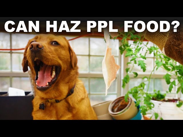 The problems dogs have with human food