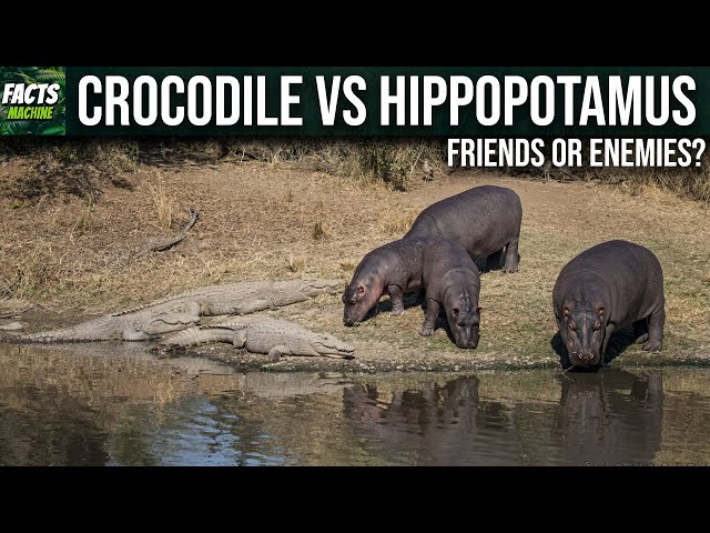 Why Crocodiles and Hippos Don't Attack Each Other?