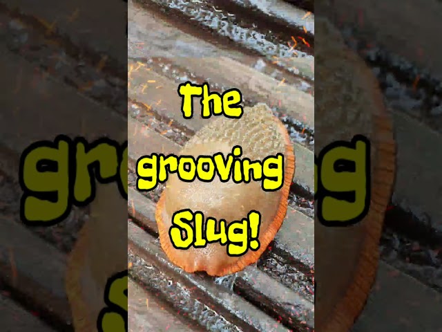 Slug on E