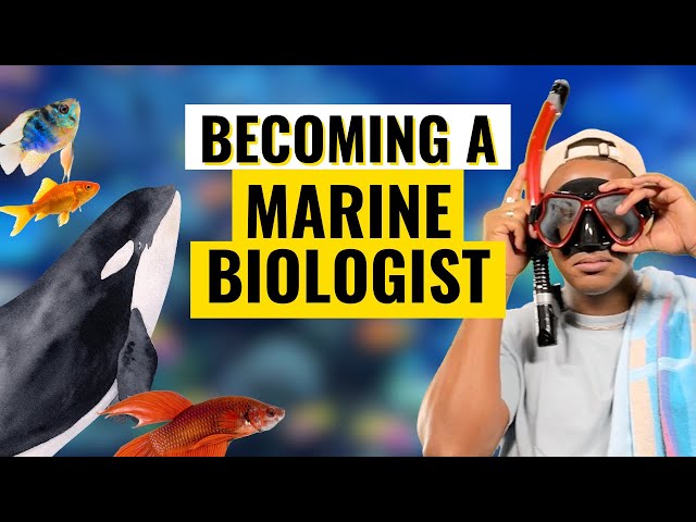 How to Become a Marine Biologist | Career Guide