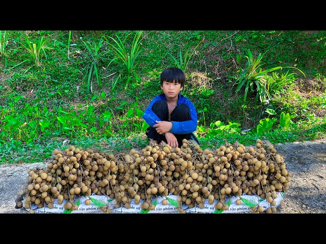 Orphan Boy - Harvesting Longan Fruits Selling and Catching Grilled Crab , Cleaning Garden Grass