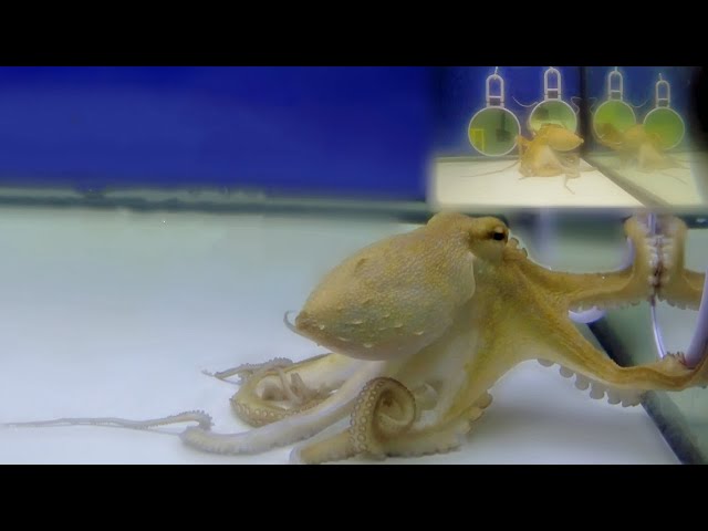 Octopus Gets Angry at His Own Reflection in the Mirror