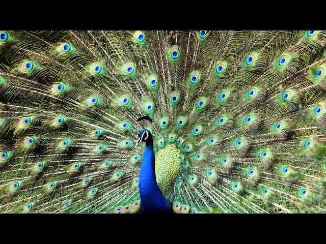 Mesmerizing Peacock Dance | A Visual Delight from India |