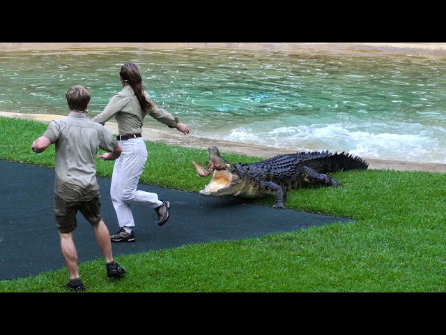 Bluey Chasing The Irwin's | Easter Croc Show | Australia Zoo