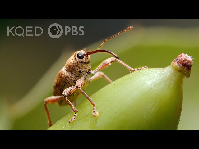 This Weevil Has Puppet Vibes But Drills Like a Power Tool | Deep Look