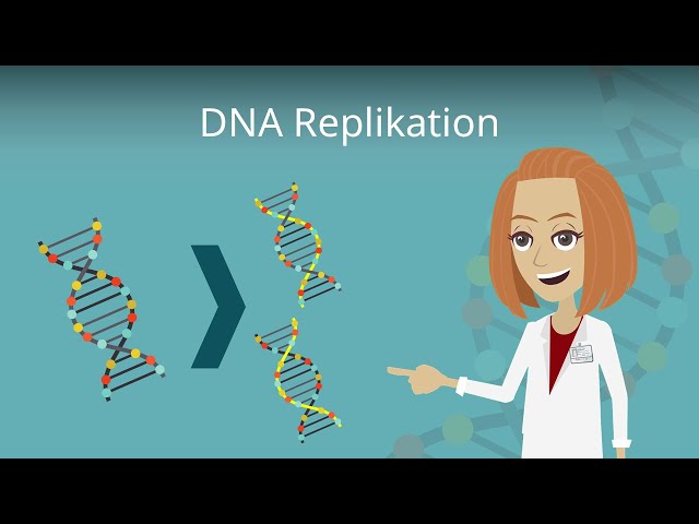 DNA Replikation einfach erklärt!