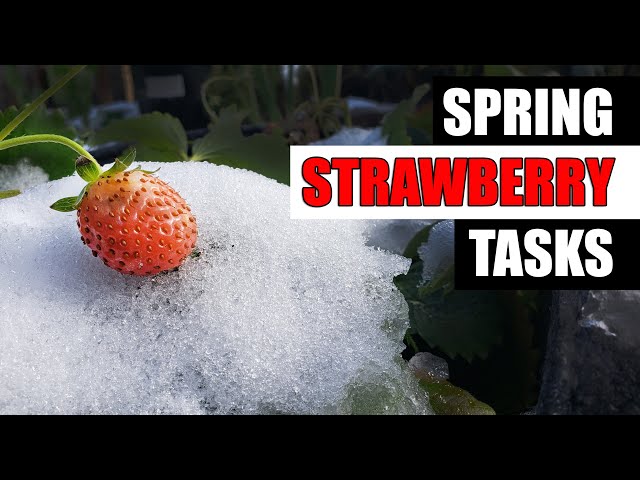 3 Spring Strawberry Tips - Garden Quickie Episode 187