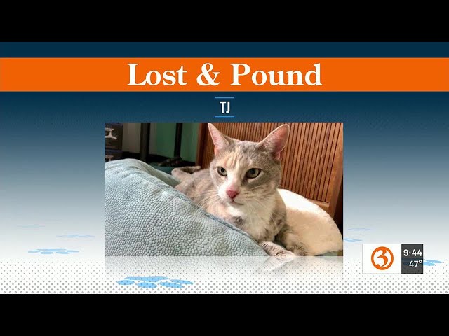 Lost and Pound