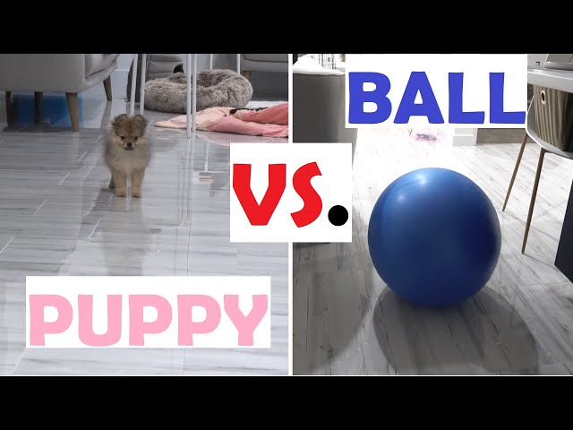 Puppy Pomeranian Growling at LARGE Bouncy Ball Part 1