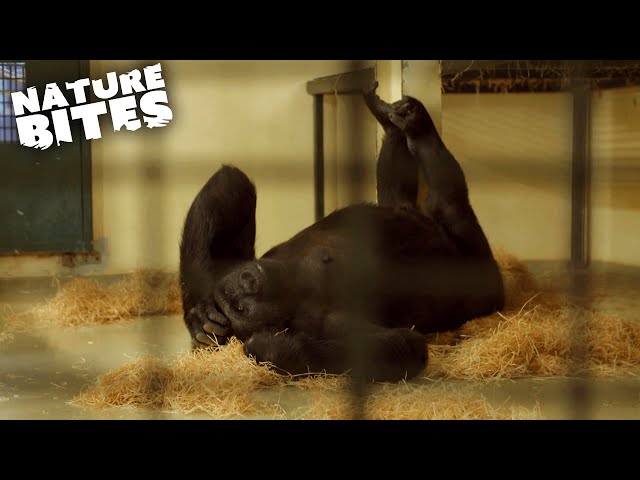 Pregnant Gorilla Gives Birth! | Amazing Animal Babies | Nature Bites