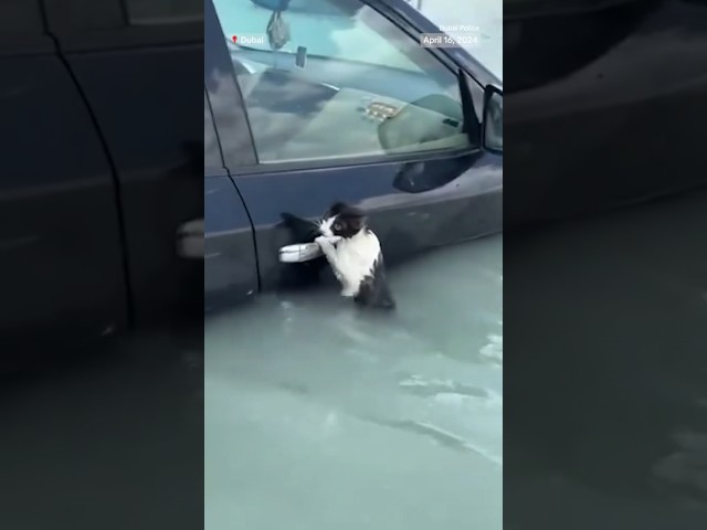 Dubai police officer rescues a cat from floodwaters